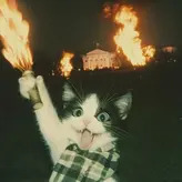 cat